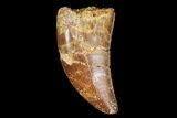 Serrated, Juvenile Carcharodontosaurus Tooth #77079-1